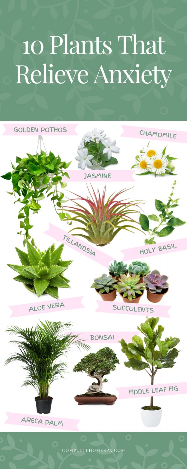 Who knew plants could help your depression and anxiety? Original Path Counseling